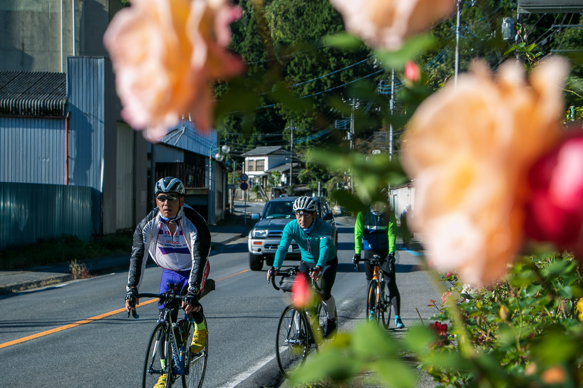 綺麗な薔薇がサイクリストを見守っていた